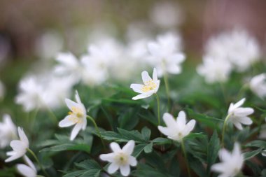 Beyaz orman çiçekleri (Anemon nemorosa). 