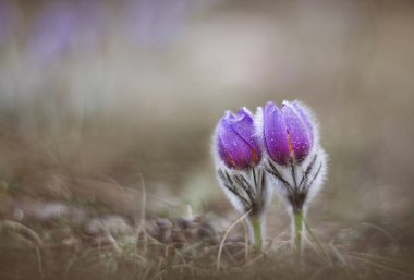 Bahar çiçeklere mükemmel Anemon (Pasque).