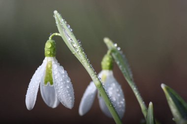 Kar damlası çiçekleri (Galanthus nivalis) kapatın.