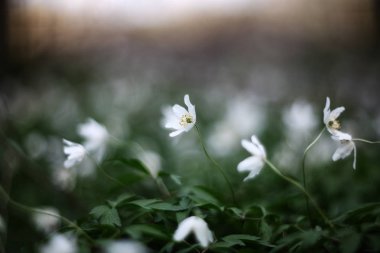 Güzel anemon çiçekleri (Anemon nemorosa). 