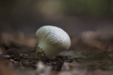 Kurtmantarı mantar (Lycoperdon perlatum) yakından.
