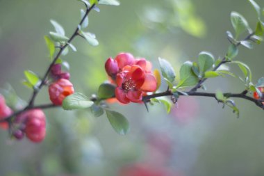 İhale bahar çiçekleri (Chaenomeles japonica).