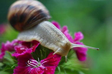 Bir salyangoz pembe bahar çiçek.