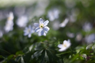 Beyaz anemon çiçekleri (Anemon nemorosa). 