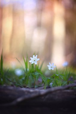 Beyaz orman çiçekleri (Anemon nemorosa).
