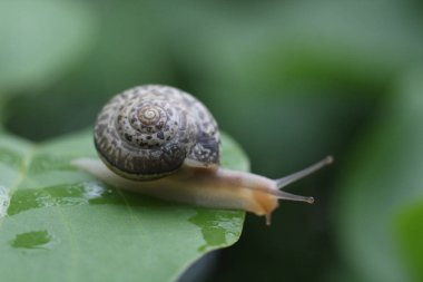 Bir salyangoz kapatın. Yumuşak odak.
