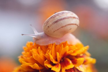 Bir çiçek bir salyangoz üstünde.