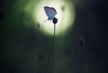 Güzel kelebek (Polyommatus icarus) çim.