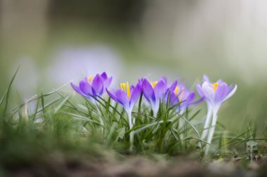 Bahar, güzel çiçekler (Crocus heuffelianus).