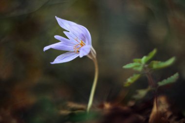 Mor çiğdem çiçek (Crocus speciosus) bir ahşap.