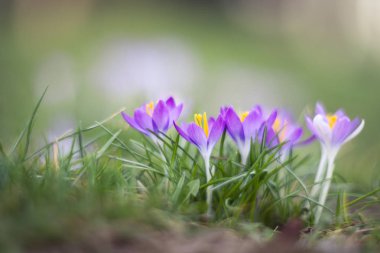 Bahar, güzel çiçekler (Crocus heuffelianus).