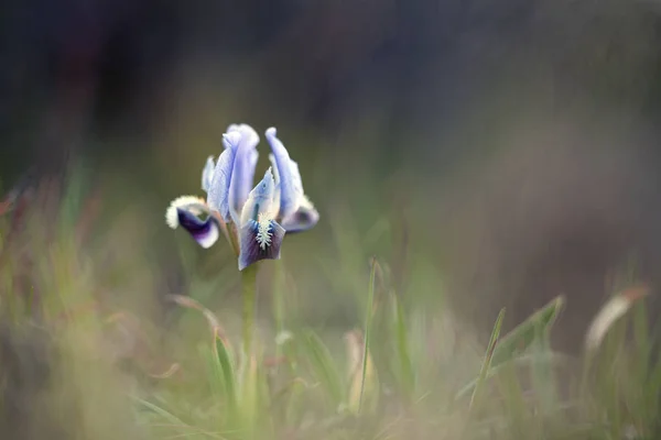 美丽的虹膜花 虹膜南瓜 在春天 — 图库照片