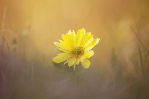 Piękny Kwiat Żółty Adonis Vernalis Wiosna — Zdjęcie stockowe