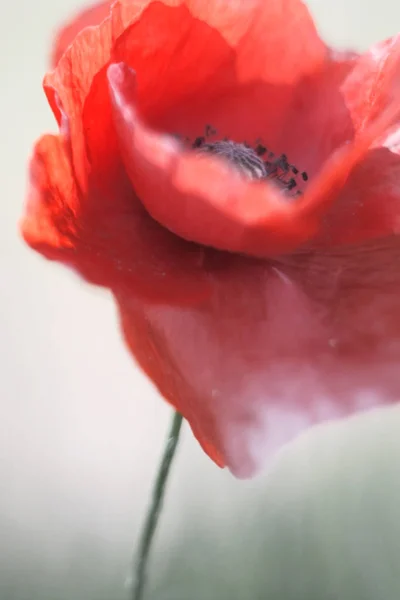 Τρυφερό Λουλούδι Παπαρούνας Κοντινό Πλάνο — Φωτογραφία Αρχείου