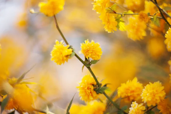 Żółte Kwiaty Złotlin Japoński Bliska — Zdjęcie stockowe