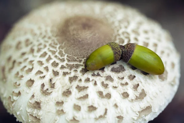 파라솔 버섯의 Procera Lepiota Procera 그것에 — 스톡 사진