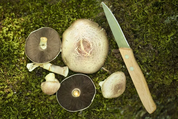 Cogumelos Champignon Agaricus Porphyrizon Com Uma Faca — Fotografia de Stock