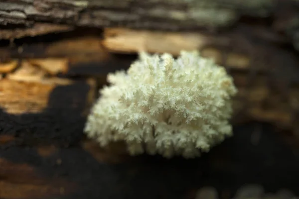 Belo Cogumelo Hericium Coralloides Perto — Fotografia de Stock