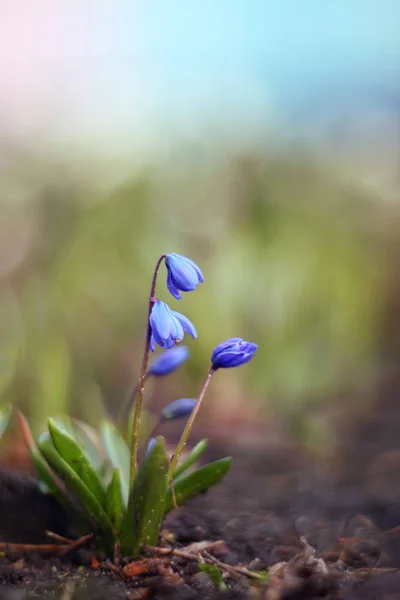 Piękne Wiosenne Kwiaty Scilla Siberica — Zdjęcie stockowe