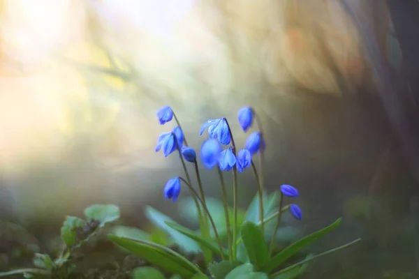Piękne Wiosenne Kwiaty Scilla Siberica — Zdjęcie stockowe