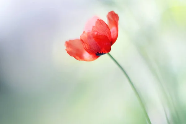 Flor Tierna Amapola Papaver Sol — Foto de Stock