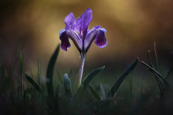 美丽的虹膜花 虹膜南瓜 在春天 — 图库照片