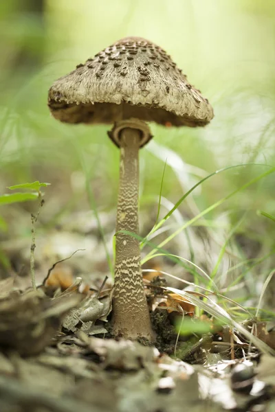 Krásná Bedla Macrolepiota Procera — Stock fotografie