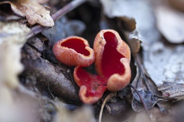 İlk bahar mantar (Sarcoscypha coccinea) yakın çekim.
