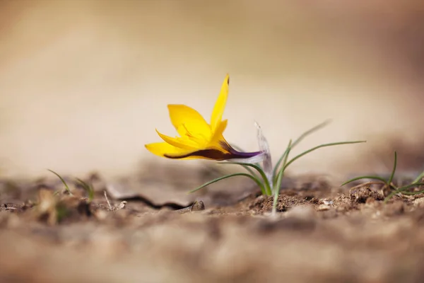 Flor Croco Simples Crocus Angustifolius — Fotografia de Stock