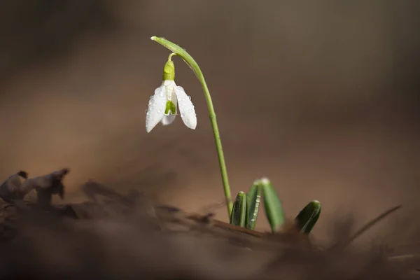 Single Snowdrop Flower Galanthus Nivalis Spring — Stock Photo, Image