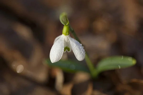 Single Snowdrop Flower Galanthus Nivalis Spring — Stock Photo, Image