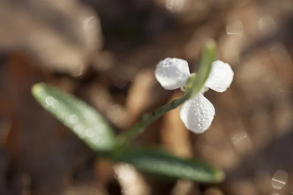 Flor Gota Neve Única Galanthus Nivalis Close Fotos De Bancos De Imagens