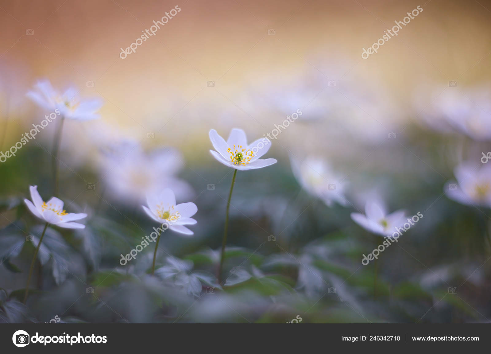 Fleurs Forêt Blanche Anemone Nemorosa image libre de droit par Nataliaova ©  #246342710