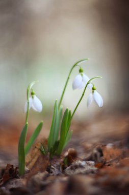 İlkbaharda güzel kar damlası çiçekleri (Galanthus nivalis).