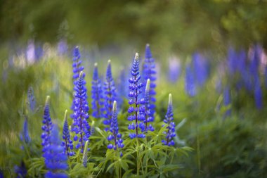Çok güzel acı bakla çiçekler. Yumuşak odak.