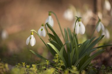 İlkbaharda güzel kar damlası çiçekleri (Galanthus nivalis).