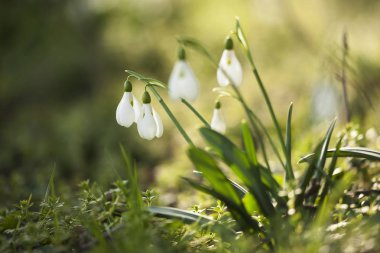 İlkbaharda güzel kar damlası çiçekleri (Galanthus nivalis).