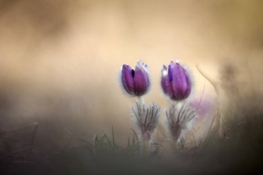 Bahar çiçeklere mükemmel Anemon (Pasque).