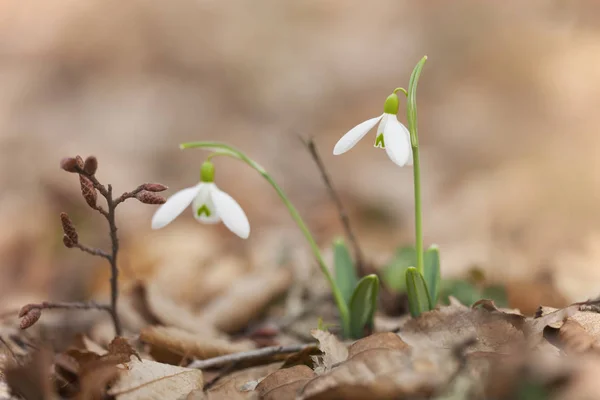 Piękne Kwiaty Śniegu Galanthus Nivalis Wiosną — Zdjęcie stockowe