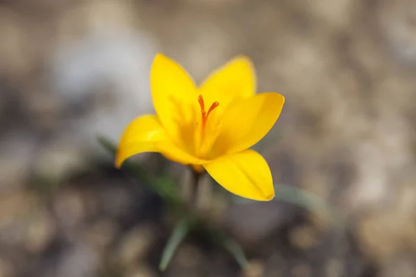 Pojedynczy Krokus Crocus Angustifolius Kwiat — Zdjęcie stockowe