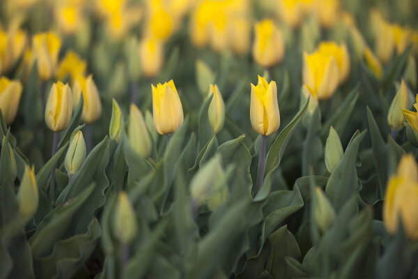 A lot of beautiful yellow tulips at spring.