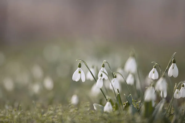Beautiful Snowdrop Flowers Galanthus Nivalis Spring — Stock Photo, Image