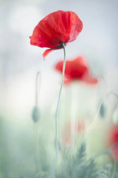 Anbud Vallmo Blomma Papaver Solen — Stockfoto