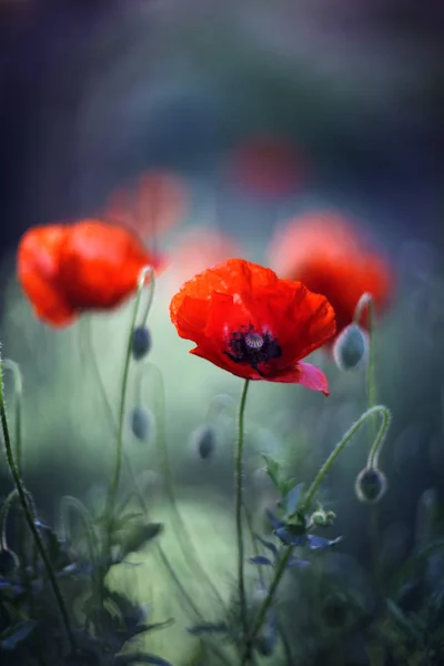 Hermosas Amapolas Papaver Primavera — Foto de Stock