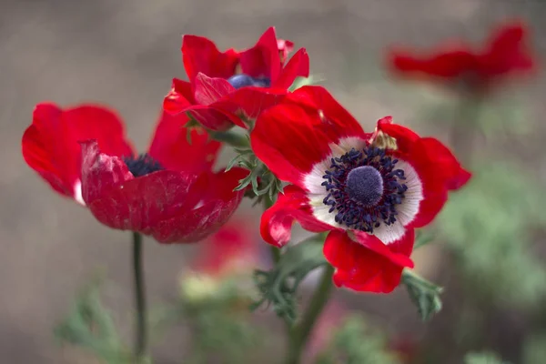 Hermosas Flores Anémona Anemone Coronaria Cerca — Foto de Stock