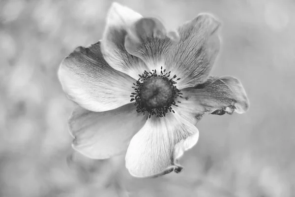 Anemon Çiçeği Anemone Coronaria Kapatın Siyah Beyaz Resim — Stok fotoğraf