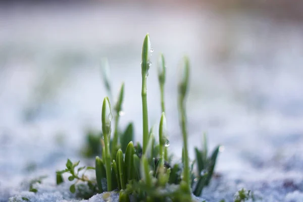 Rügyek Tavaszi Virágok Hóvirág Galanthus Nivalis — Stock Fotó