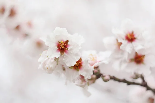 Amêndoa Flor Prunus Dulcis Imagens De Bancos De Imagens Sem Royalties