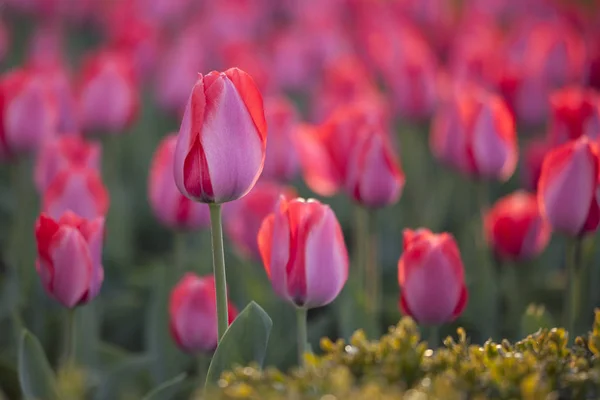 Monte Belas Tulipas Rosa Imagens De Bancos De Imagens