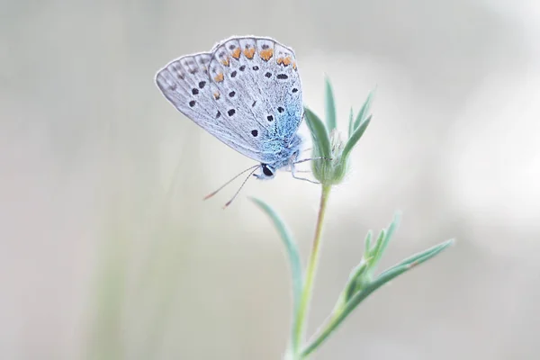 Uma Pequena Borboleta Polyommatus Icarus Uma Madeira Fotos De Bancos De Imagens